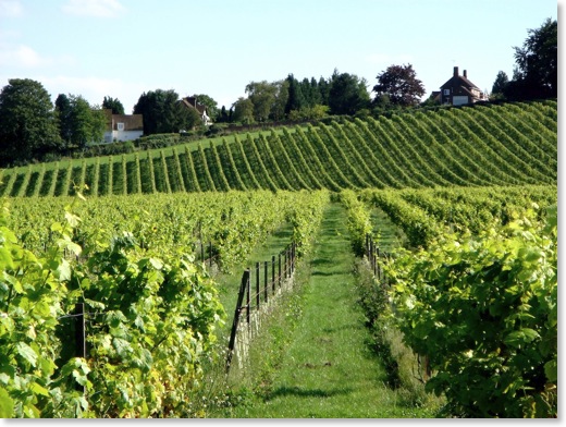 wine 6