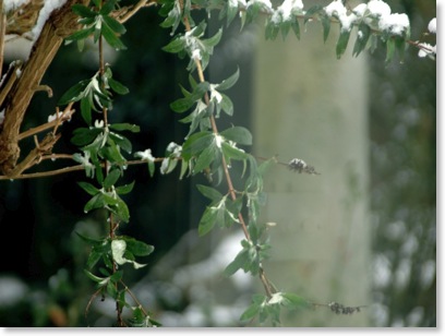 snow 3